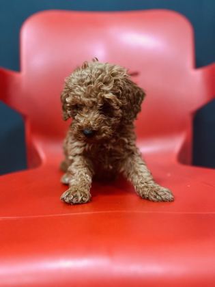 ÖMÜRLÜK YUVA ARAYAN KIVIRCIK TOY POODLE KARDEŞLER