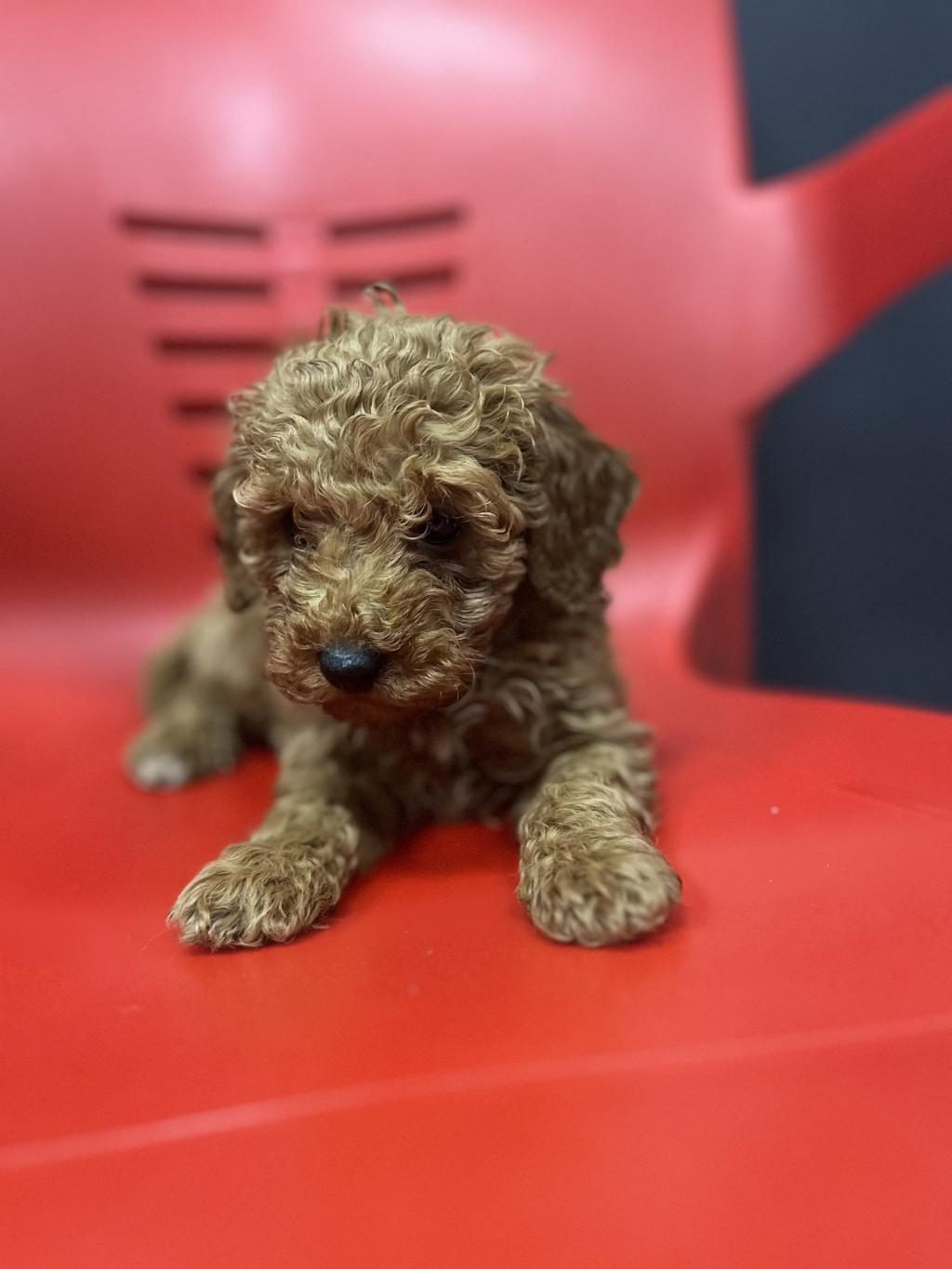 ÖMÜRLÜK YUVA ARAYAN KIVIRCIK TOY POODLE KARDEŞLER