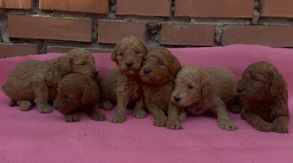 SHOW GÜZELLİKTE SAFKAN TOY POODLE YAVRULAR