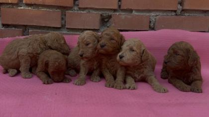 SHOW GÜZELLİKTE SAFKAN TOY POODLE YAVRULAR