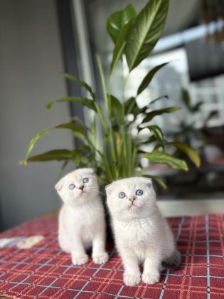 SCOTTISH FOLD DÜNYA TATLISI YAVRULARIM