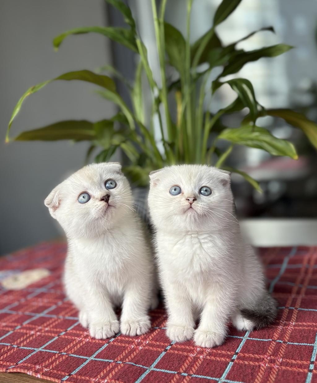 SCOTTISH FOLD DÜNYA TATLISI YAVRULARIM