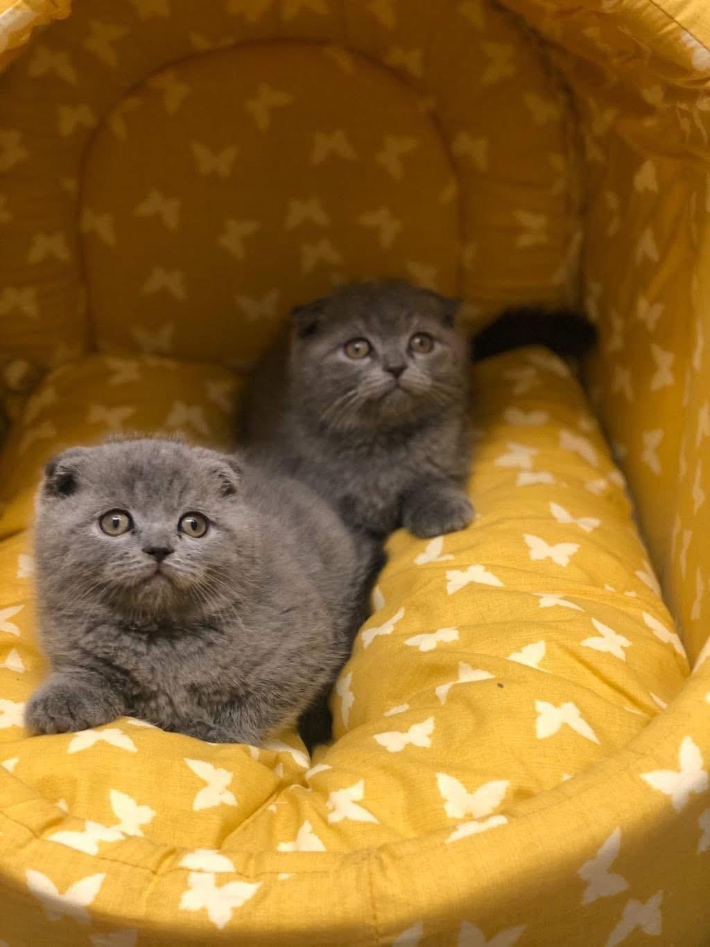 GRİ SCOTTISH FOLD YAVRULARIM
