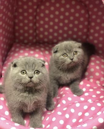 SCOTTISH FOLD YAVRULARIM