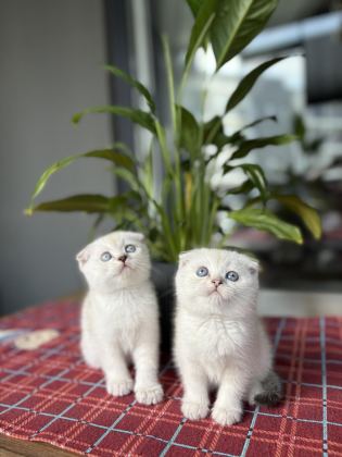 SCOTTISH FOLD DÜNYA TATLISI YAVRULARIM