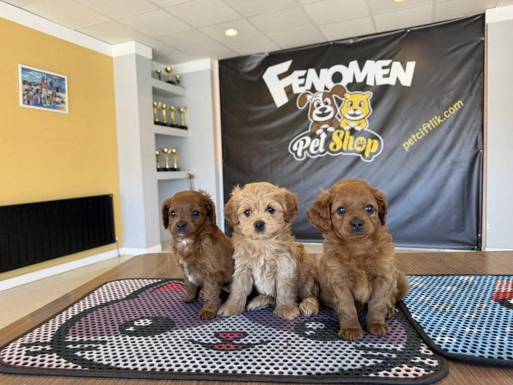 TÜRKİYENİN EN GÜZEL MALTİPOO YAVRULARI RENK RENK ANKARA