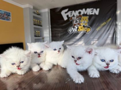 ÖZEL IRK BRITISH SHORTHAIR YAVRULAR ANKARA MAĞAZAMIZDA