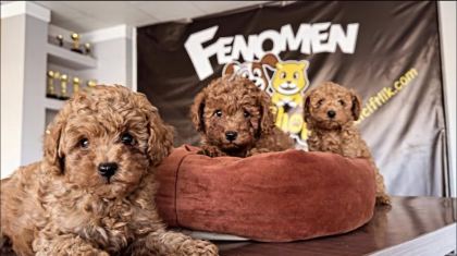 EN GÜZEL TOY POODLE YAVRULAR ANKARA MAĞAZAMIZDA GÖRÜN
