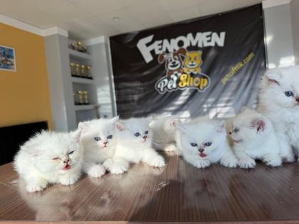 ÖZEL IRK BRITISH SHORTHAIR YAVRULAR ANKARA MAĞAZAMIZDA