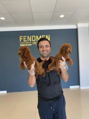 EN GÜZEL TOY POODLE YAVRULAR ANKARA MAĞAZAMIZDA GÖRÜN