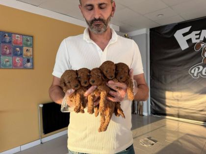 SHOOOOWWWW KALİTE TOY POODLE YAVRULAR ANKARA MAĞAZAMIZDA
