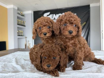 EN GÜZEL TOY POODLE YAVRULAR ANKARA MAĞAZAMIZDA GÖRÜN