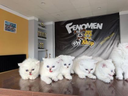 ÖZEL IRK BRITISH SHORTHAIR YAVRULAR ANKARA MAĞAZAMIZDA