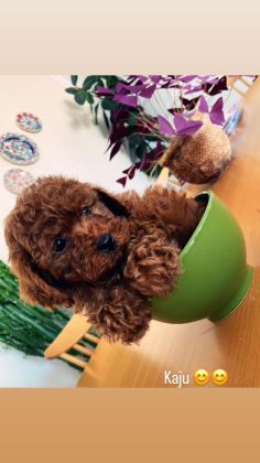 EN GÜZEL TOY POODLE YAVRULAR ANKARA MAĞAZAMIZDA GÖRÜN