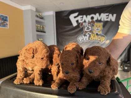 SHOOOOWWWW KALİTE TOY POODLE YAVRULAR ANKARA MAĞAZAMIZDA