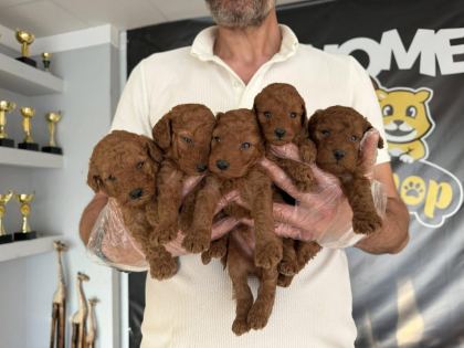 SHOOOOWWWW KALİTE TOY POODLE YAVRULAR ANKARA MAĞAZAMIZDA