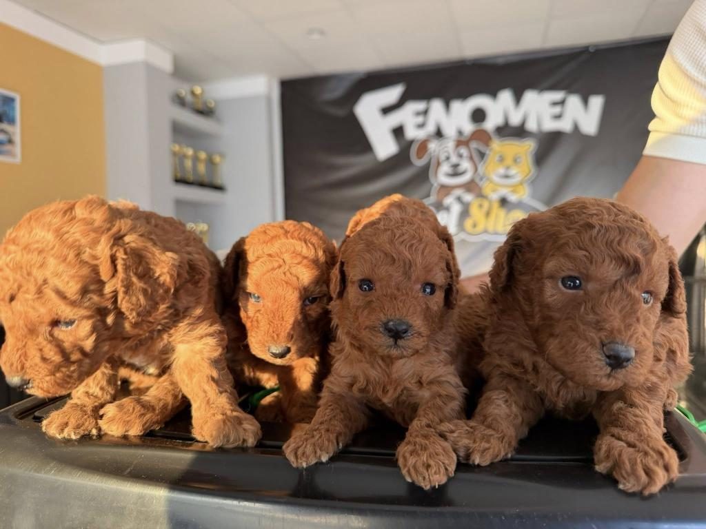 SHOOOOWWWW KALİTE TOY POODLE YAVRULAR ANKARA MAĞAZAMIZDA