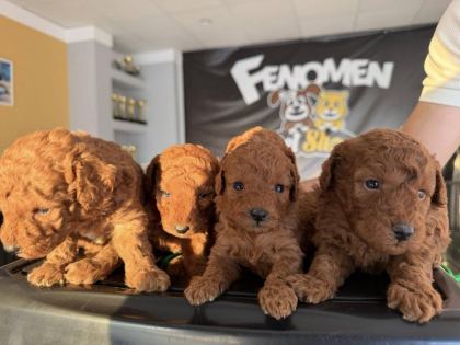 SHOOOOWWWW KALİTE TOY POODLE YAVRULAR ANKARA MAĞAZAMIZDA