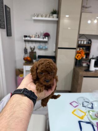 SHOOOOWWWW KALİTE TOY POODLE YAVRULAR ANKARA MAĞAZAMIZDA