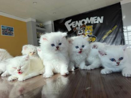 ÖZEL IRK BRITISH SHORTHAIR YAVRULAR ANKARA MAĞAZAMIZDA