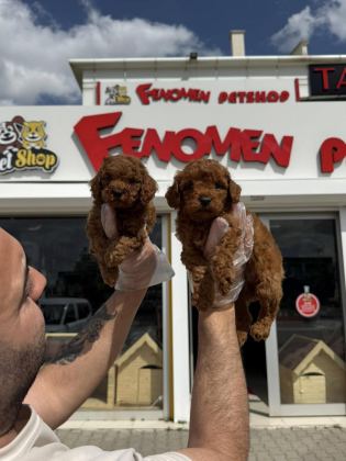 EN GÜZEL TOY POODLE YAVRULAR MAGAZAMIZDA CANLI GÖRÜN