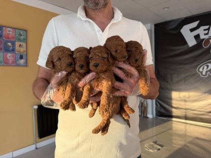 SHOOOOWWWW KALİTE TOY POODLE YAVRULAR ANKARA MAĞAZAMIZDA