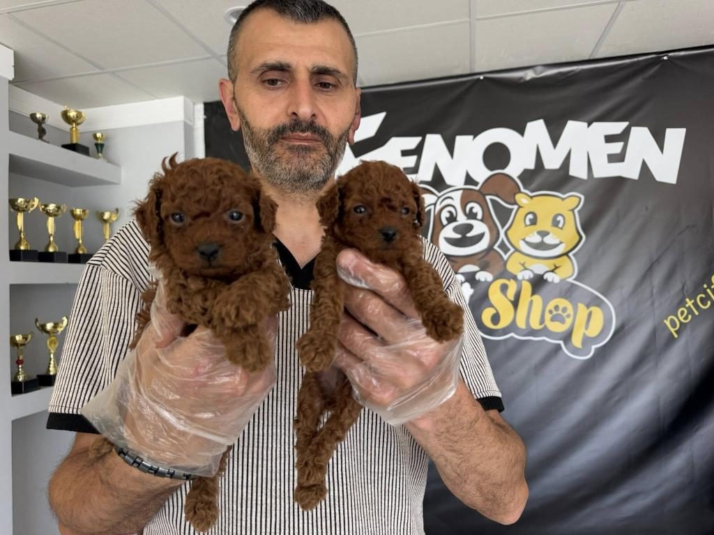 EN GÜZEL TOY POODLE YAVRULAR MAGAZAMIZDA CANLI GÖRÜN