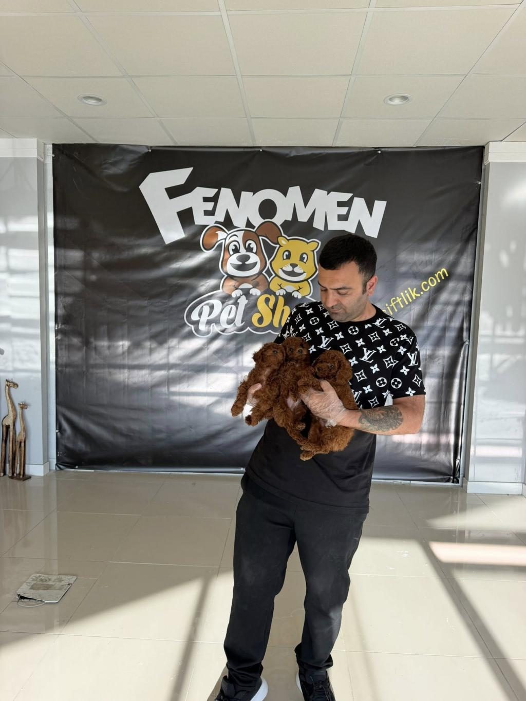 SHOOOOWWWW KALİTE TOY POODLE YAVRULAR ANKARA MAĞAZAMIZDA