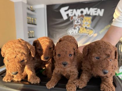 SHOOOOWWWW KALİTE TOY POODLE YAVRULAR ANKARA MAĞAZAMIZDA