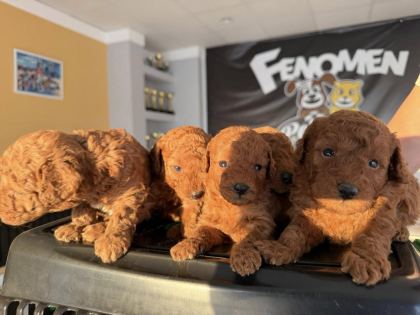 SHOOOOWWWW KALİTE TOY POODLE YAVRULAR ANKARA MAĞAZAMIZDA
