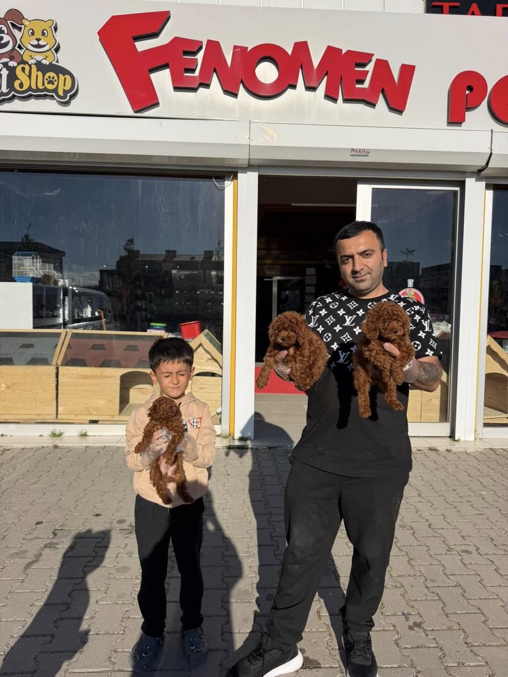 EN GÜZEL TOY POODLE YAVRULAR ANKARA MAĞAZAMIZDA GÖRÜN