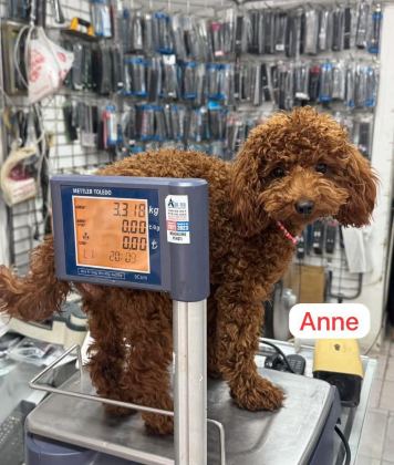 SHOOOOWWWW KALİTE TOY POODLE YAVRULAR ANKARA MAĞAZAMIZDA