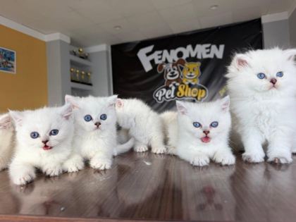 ÖZEL IRK BRITISH SHORTHAIR YAVRULAR ANKARA MAĞAZAMIZDA