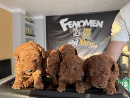 SHOOOOWWWW KALİTE TOY POODLE YAVRULAR ANKARA MAĞAZAMIZDA