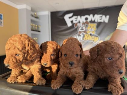 SHOOOOWWWW KALİTE TOY POODLE YAVRULAR ANKARA MAĞAZAMIZDA