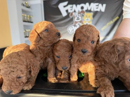 SHOOOOWWWW KALİTE TOY POODLE YAVRULAR ANKARA MAĞAZAMIZDA