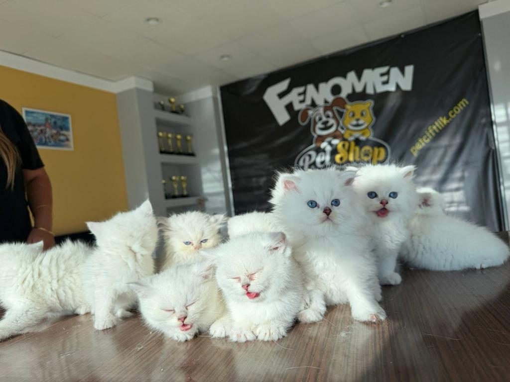 ÖZEL IRK BRITISH SHORTHAIR YAVRULAR ANKARA MAĞAZAMIZDA