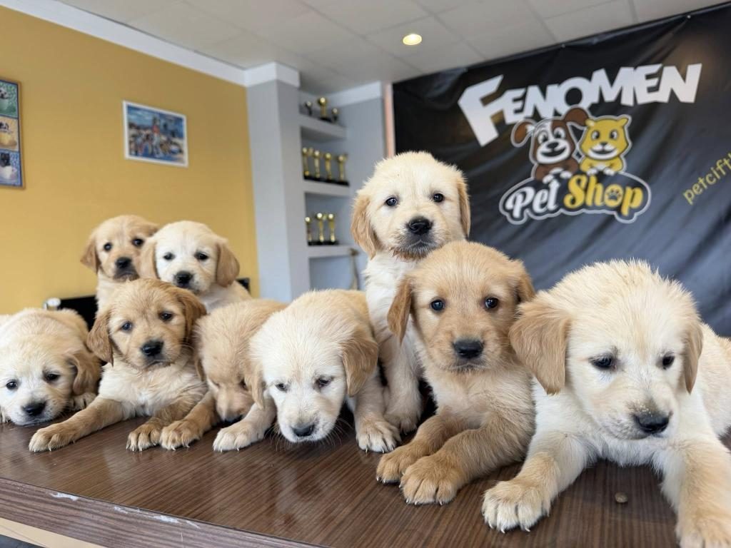 BABY FACE GOLDEN RETRIEWER YAVRULARI SAFKAN BELGELİ