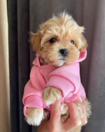 DÜNYA TATLISI MALTİPOO YAVRULARI