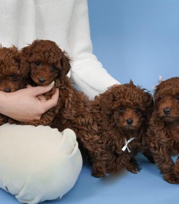 TOY POODLE YAVRULARI