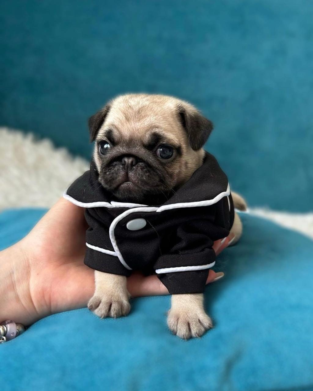 IRK GARANTİLİ PUG YAVRULARI