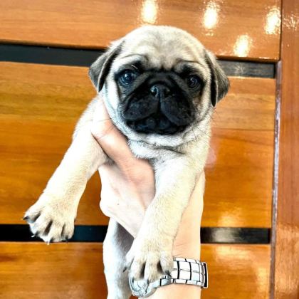 IRK GARANTİLİ PUG YAVRULARI