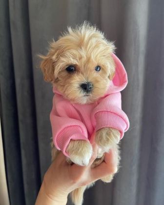 DÜNYA TATLISI MALTİPOO YAVRULARI