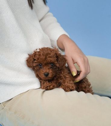 TOY POODLE YAVRULARI