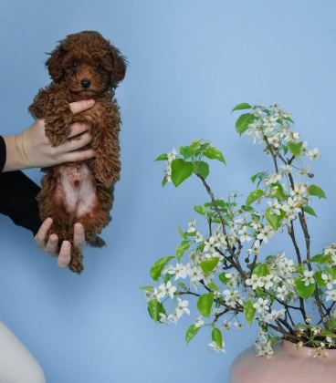 TOY POODLE YAVRULARI