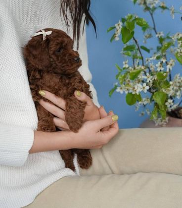 TOY POODLE YAVRULARI