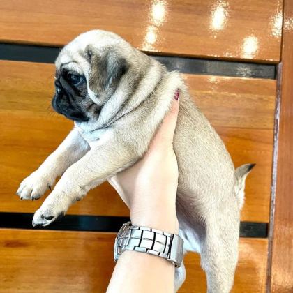 IRK GARANTİLİ PUG YAVRULARI