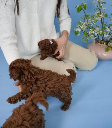 TOY POODLE YAVRULARI