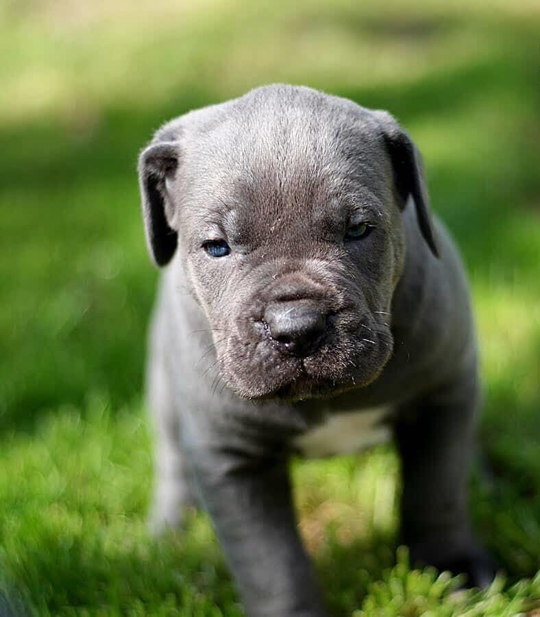 BLUE CANE CORSO YAVRULARI
