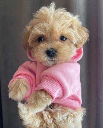 DÜNYA TATLISI MALTİPOO YAVRULARI